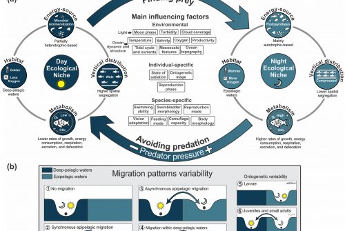 Deep-Pelagic Fishes Are Anything But Similar: A Global Synthesis