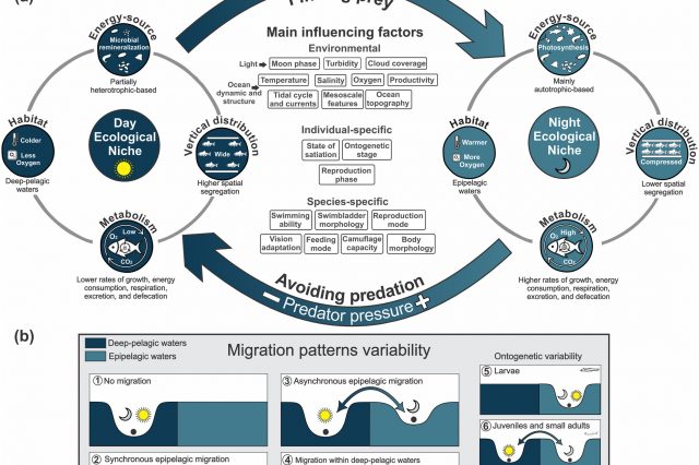 Deep-Pelagic Fishes Are Anything But Similar: A Global Synthesis