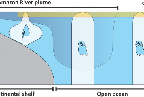 Pelagic cnidarian assemblages show range-edge effect at the boundary of ocean surface, as illustrated in the case of the Amazon River Plume