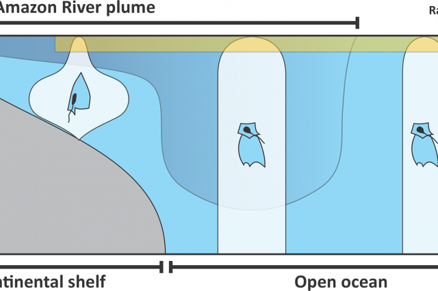 Pelagic cnidarian assemblages show range-edge effect at the boundary of ocean surface, as illustrated in the case of the Amazon River Plume