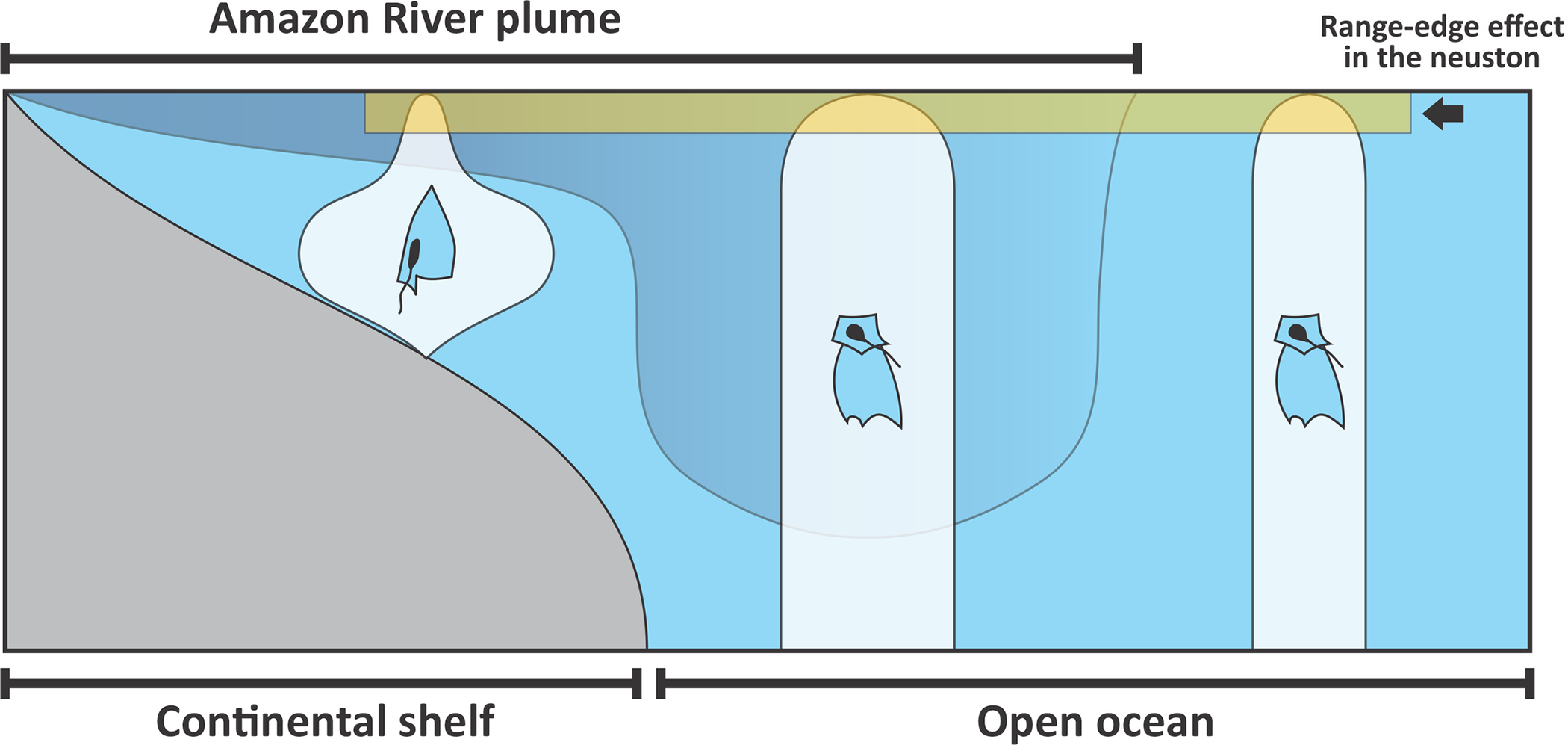 Pelagic cnidarian assemblages show range-edge effect at the boundary of ocean surface, as illustrated in the case of the Amazon River Plume