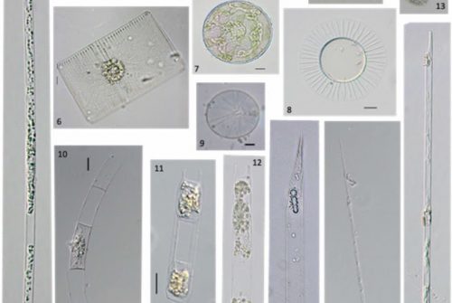 A checklist of marine phytoplankton species of Northeast Brazil