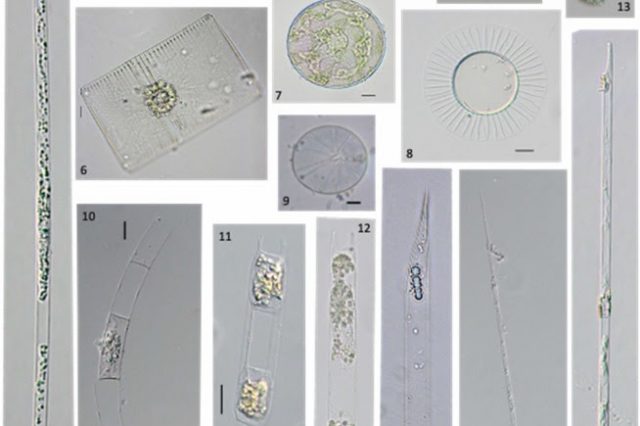 A checklist of marine phytoplankton species of Northeast Brazil