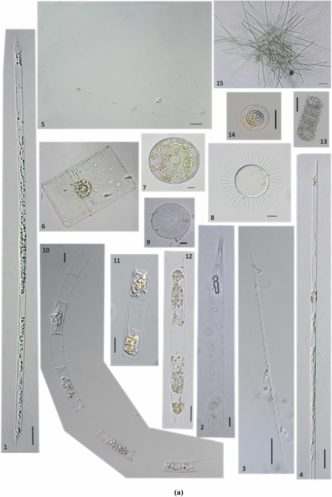 A checklist of marine phytoplankton species of Northeast Brazil