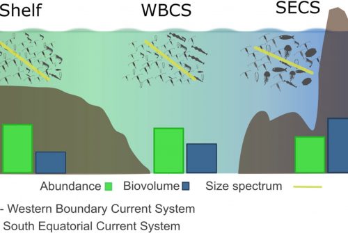 Zooplankton abundance and biovolume size-spectra in the western tropical Atlantic – From the shelf towards complex oceanic current systems