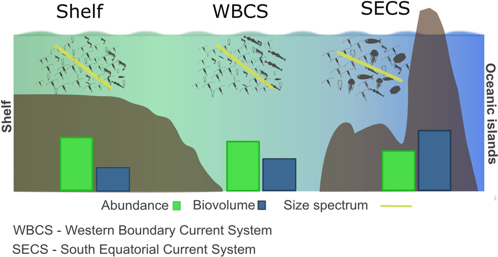 Zooplankton abundance and biovolume size-spectra in the western tropical Atlantic – From the shelf towards complex oceanic current systems