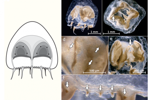 First occurrence of the genus Pandeopsis (Hydrozoa: Anthoathecata) in the South Atlantic Ocean