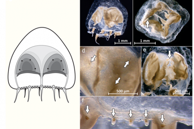 First occurrence of the genus Pandeopsis (Hydrozoa: Anthoathecata) in the South Atlantic Ocean
