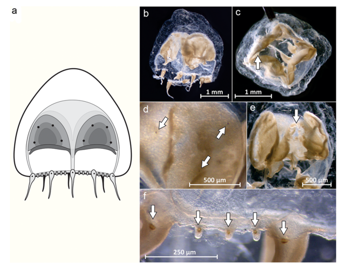 First occurrence of the genus Pandeopsis (Hydrozoa: Anthoathecata) in the South Atlantic Ocean