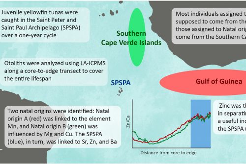 Ecological links between the yellowfin tuna and an isolated archipelago in the Atlantic Ocean revealed by otolith chemistry