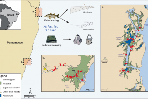 Biogeochemical Assessment of Trace Metal and Mercury Pollution in Two Tropical Estuaries Impacted by Multiple Pollution Sources