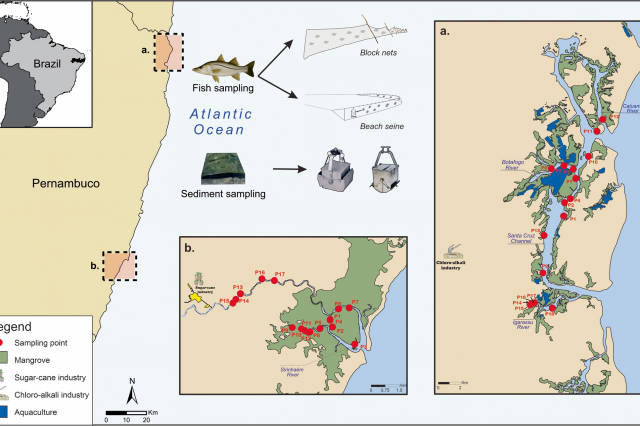 Biogeochemical Assessment of Trace Metal and Mercury Pollution in Two Tropical Estuaries Impacted by Multiple Pollution Sources