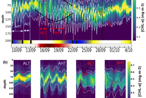 Impact of internal tides on chlorophyll a distribution and primary production off the Amazon shelf from glider measurements and satellite observations