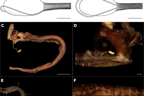 A New Species of Eustomias (Stomiiformes: Stomiidae) from the Western Tropical Atlantic, with Further Descriptions of E. braueri Zugmayer, 1911 and E. macrurus Regan and Trewavas, 1930