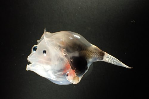 Diversity of oceanic anglerfishes (Lophiiformes: Ceratioidei) collected off the Amazon River mouth, including four new records in Brazilian waters