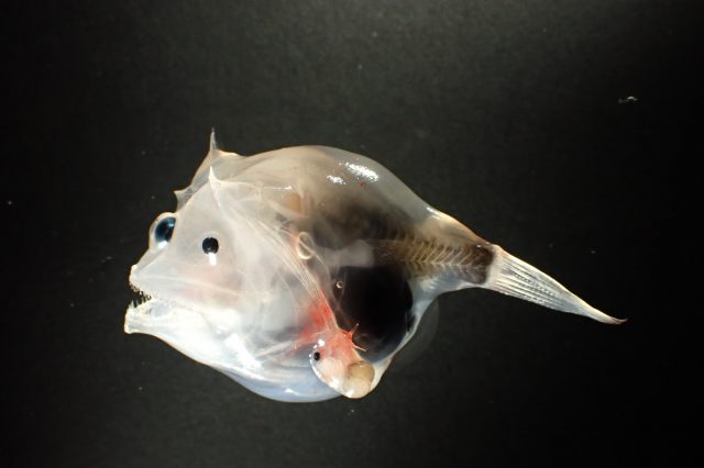 Diversity of oceanic anglerfishes (Lophiiformes: Ceratioidei) collected off the Amazon River mouth, including four new records in Brazilian waters