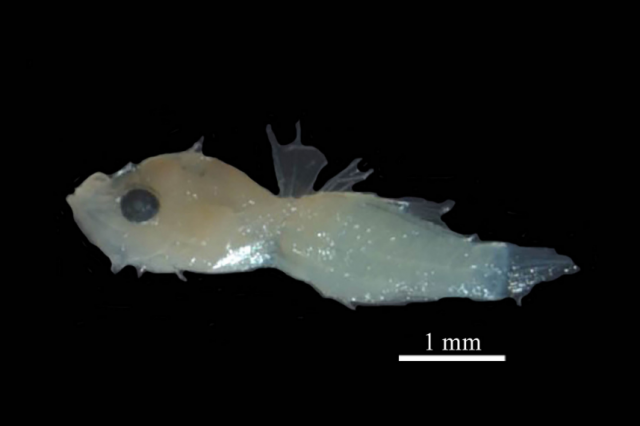 Closing a cycle: first record of a larva of the invasive lionfish Pterois volitans (Linnaeus, 1758) from the Amazon Continental Shelf