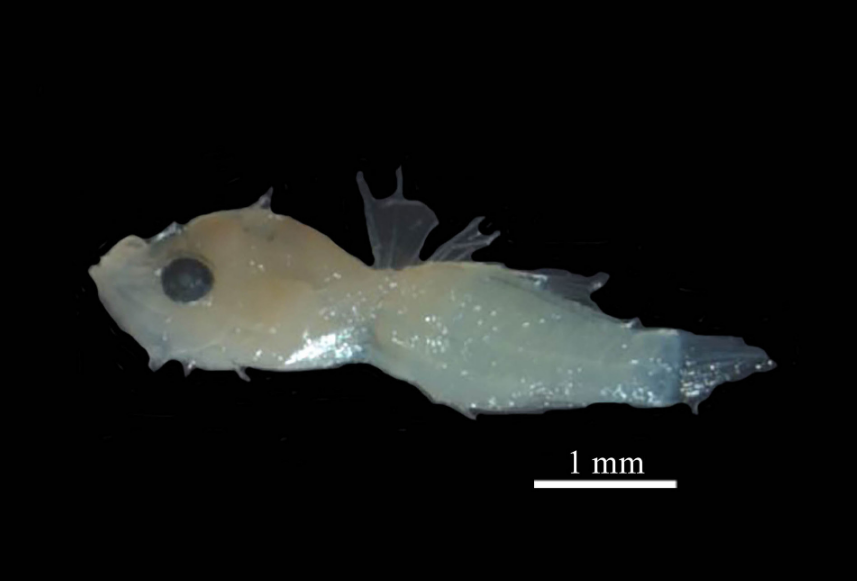 Closing a cycle: first record of a larva of the invasive lionfish Pterois volitans (Linnaeus, 1758) from the Amazon Continental Shelf