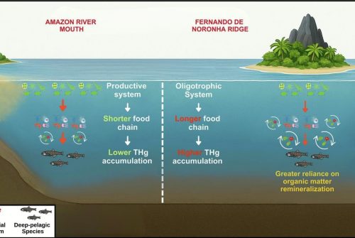 Ocean productivity and trophic structure drive patterns of mercury accumulation in deep-pelagic fauna