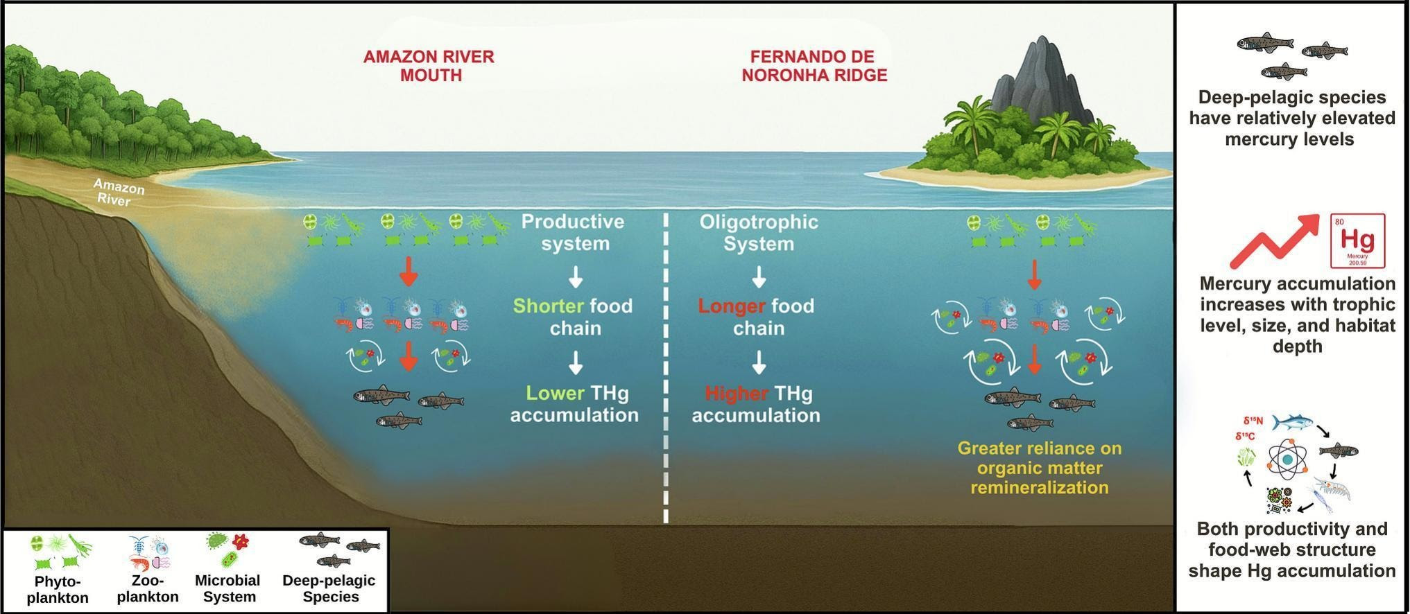Ocean productivity and trophic structure drive patterns of mercury accumulation in deep-pelagic fauna