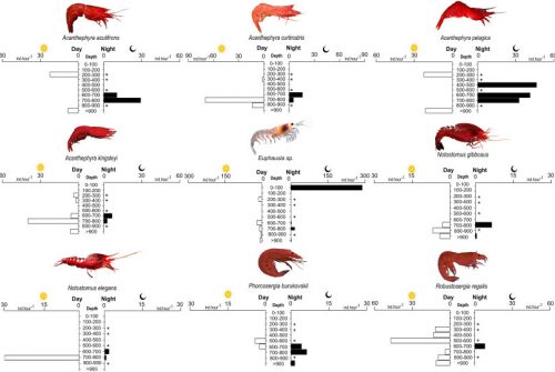 Vertical migration, trophic structure, and ecological strategies of deep-pelagic crustaceans across contrasting systems in the western tropical Atlantic