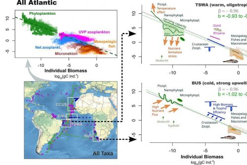 Temperature, trophic state, and carrying capacity govern pelagic size spectra in the Atlantic Ocean