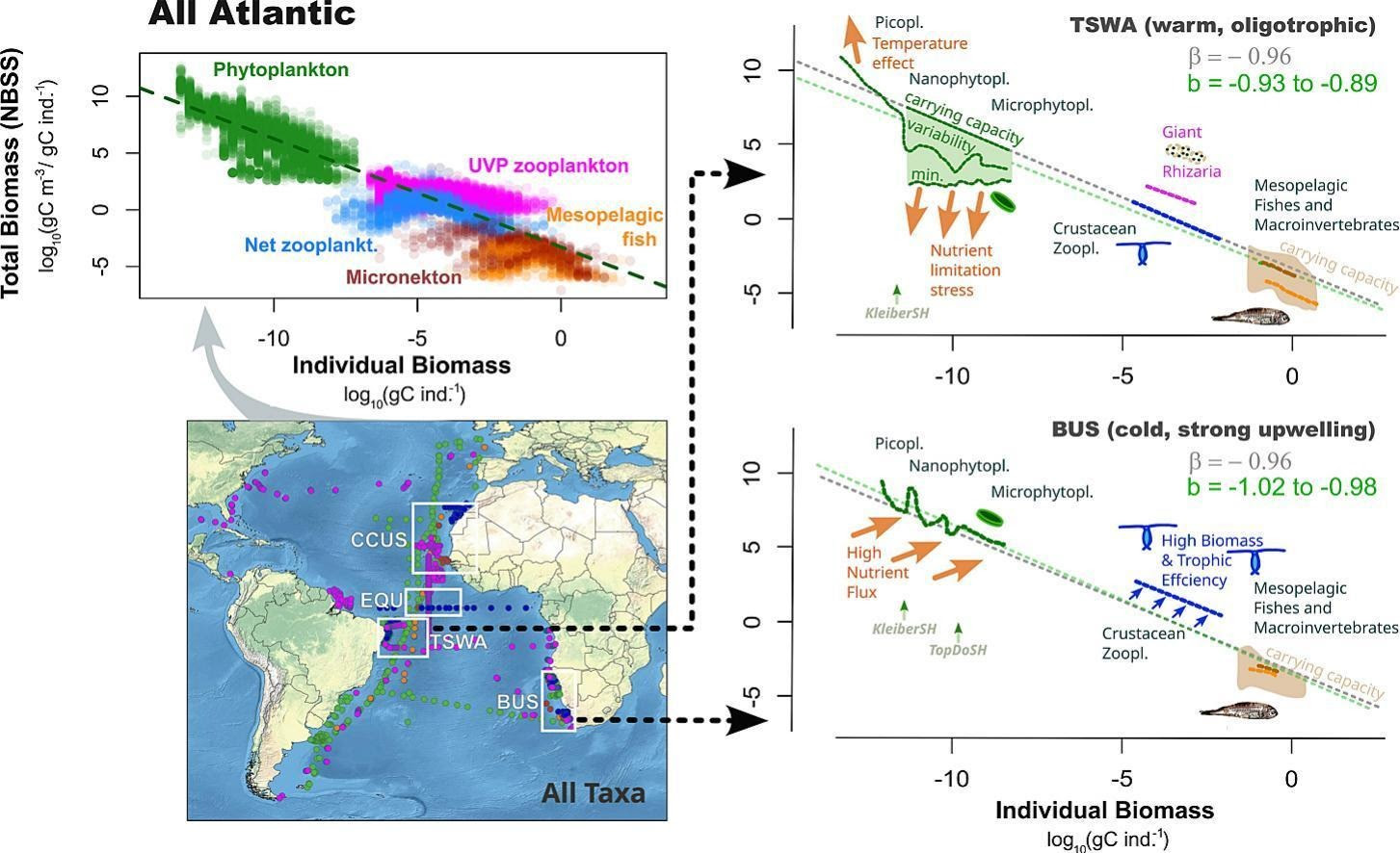 Temperature, trophic state, and carrying capacity govern pelagic size spectra in the Atlantic Ocean